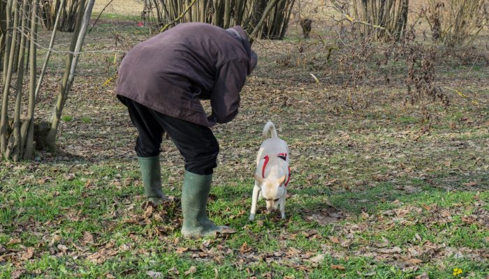 A young truffles dog is looking for truffle in a hazel grove of the Langhe, Piedmony - Italy