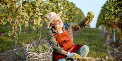 Senior well-dressed winemaker checking the quality of grapes, looking on the freshly picked up crop on the vineyard on a sunny evening