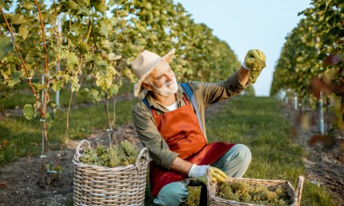 Senior well-dressed winemaker checking the quality of grapes, looking on the freshly picked up crop on the vineyard on a sunny evening